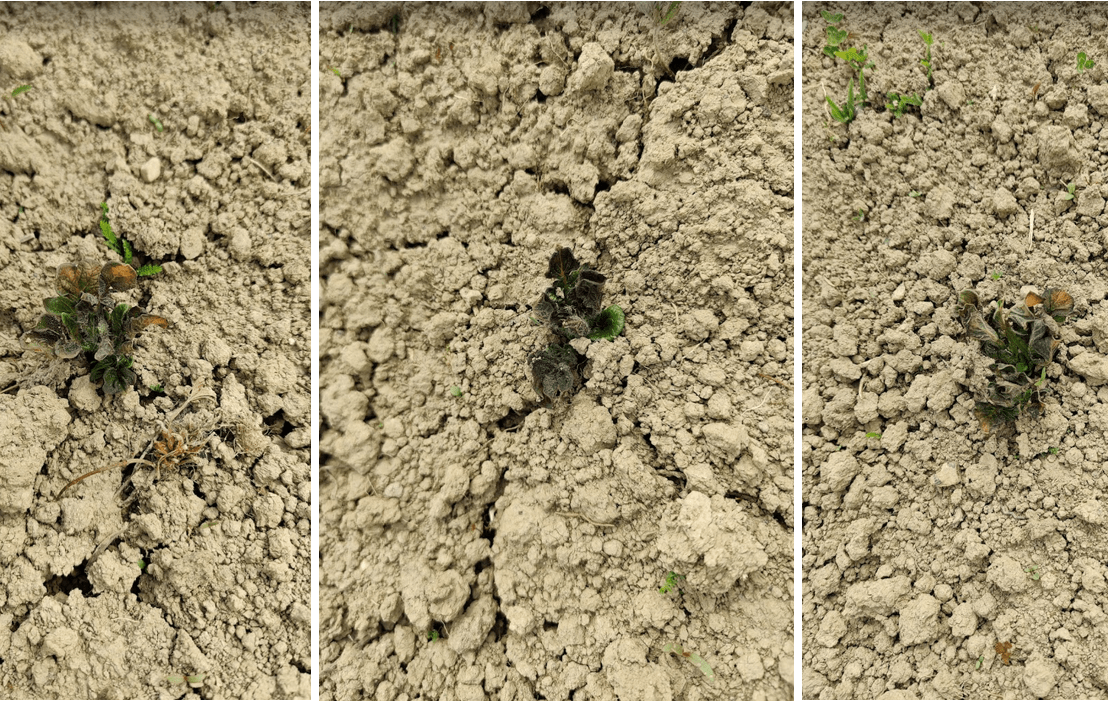 Pozebli mi krumpiriiiii&nbsp;😥😥😥😥😡