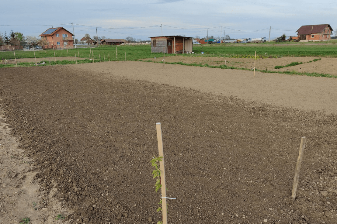 Krumpiri su posađeni&nbsp;😎💪