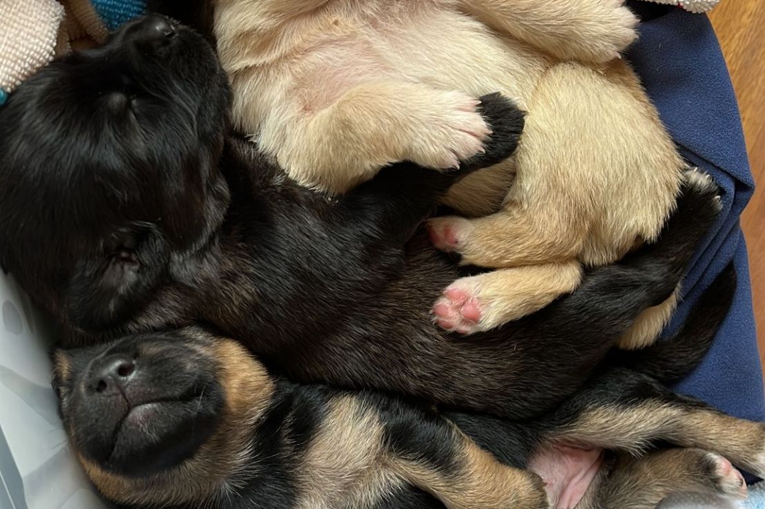 Puppy report ❤️❤️❤️