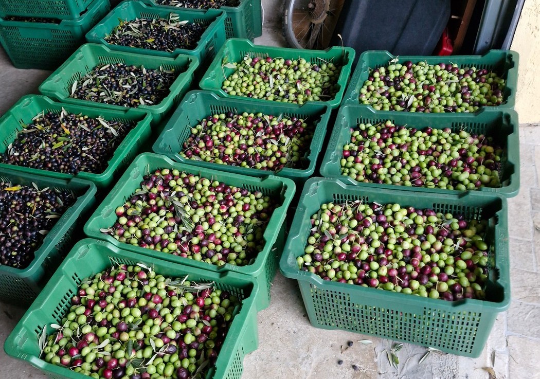 U branju maslina&nbsp;❤️