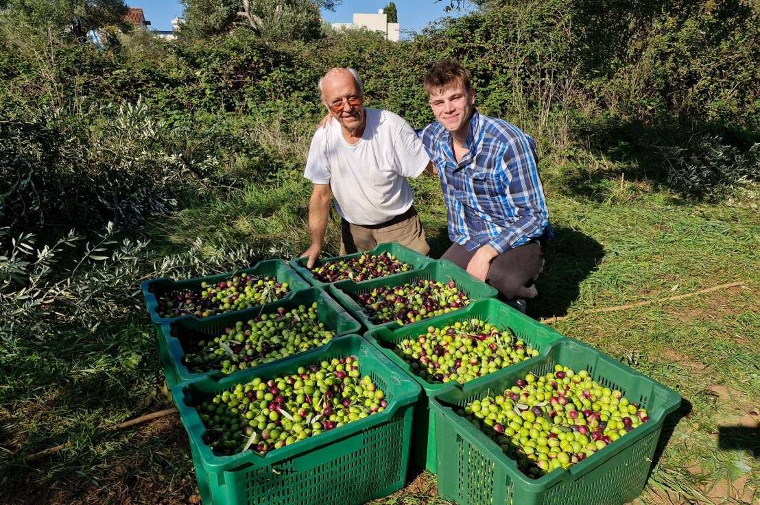 Branje maslina … take two&nbsp;😎💪