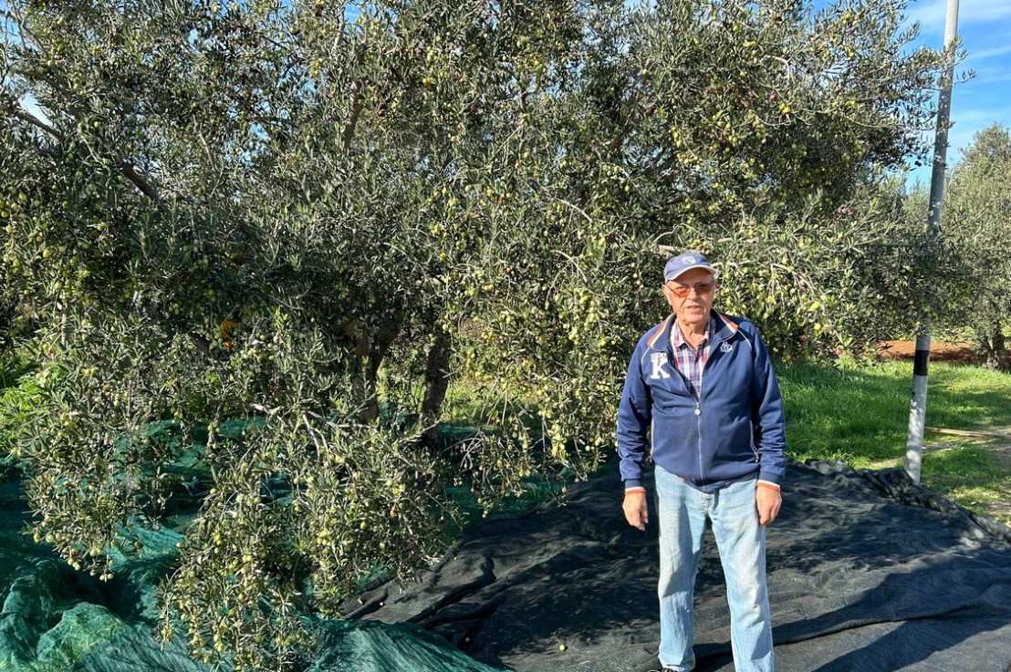 Dovršeno branje maslina&nbsp;💪💪💪❤️