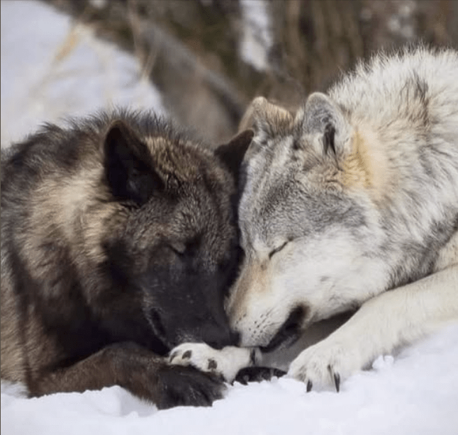 Indijanska priča o dva vuka … ali, ovaj put&nbsp;točna!